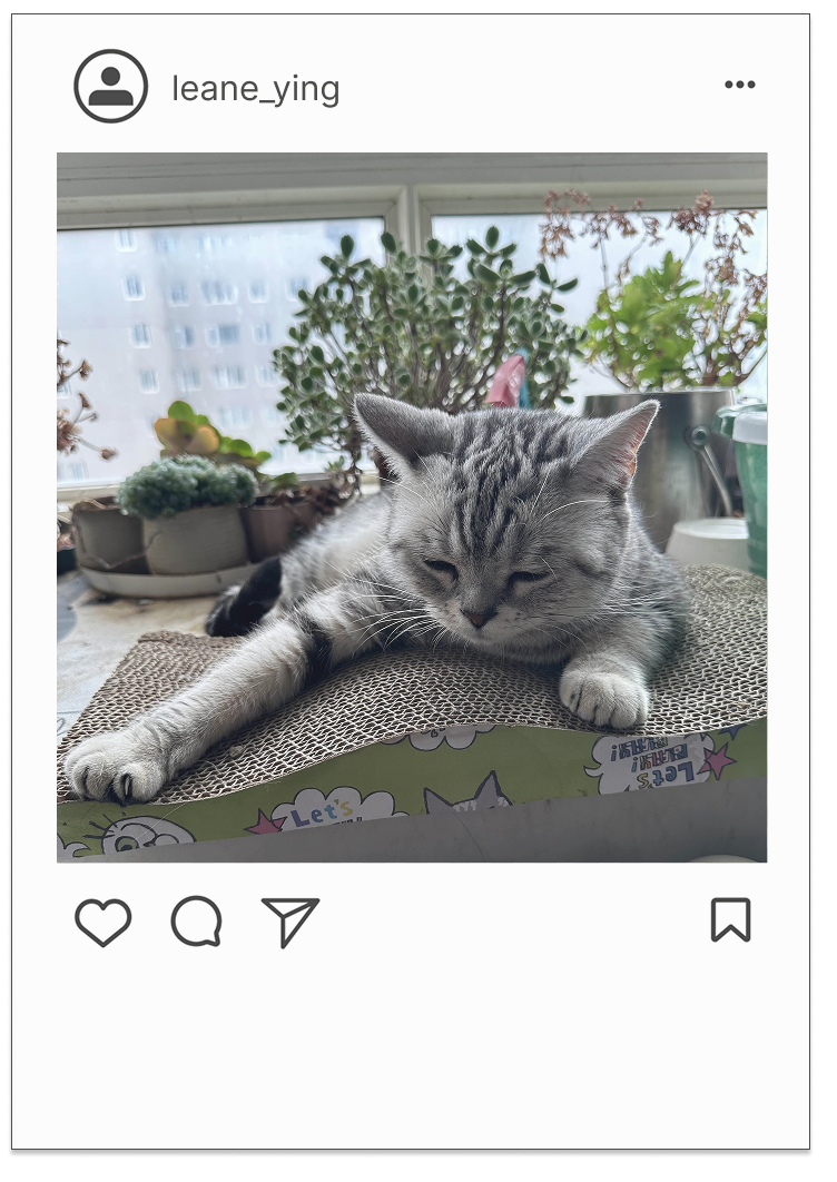 Cat picture